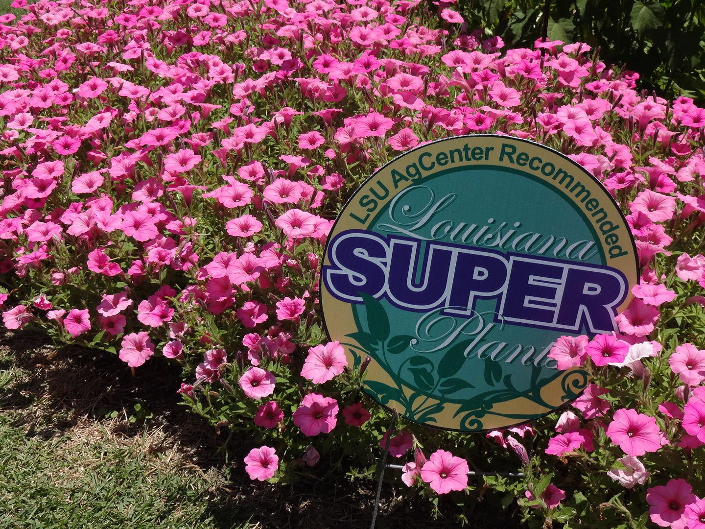 Download Garden News Cute Name Supertunia Vista Bubblegum Petunia For Free Wallpaper Garden News Cute Name Supertunia Vista Bubblegum Petunia Free HD