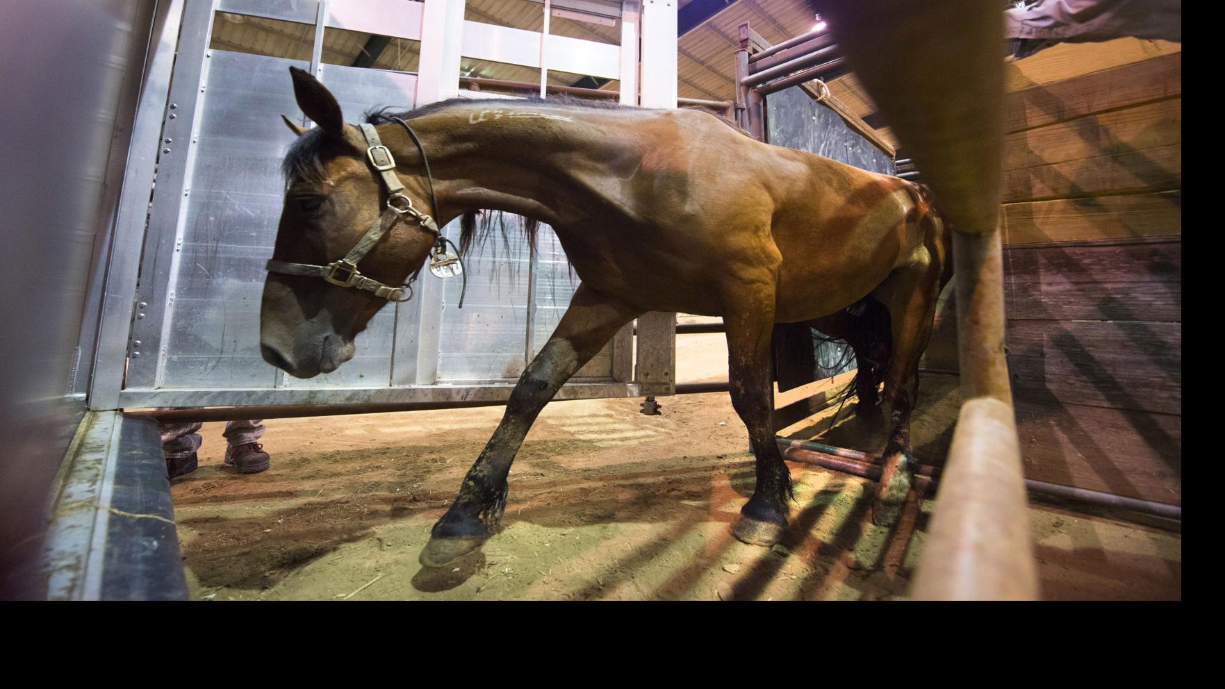 Photos, video: Wild horse & burro adoption and sale at Lamar-Dixon Expo Center