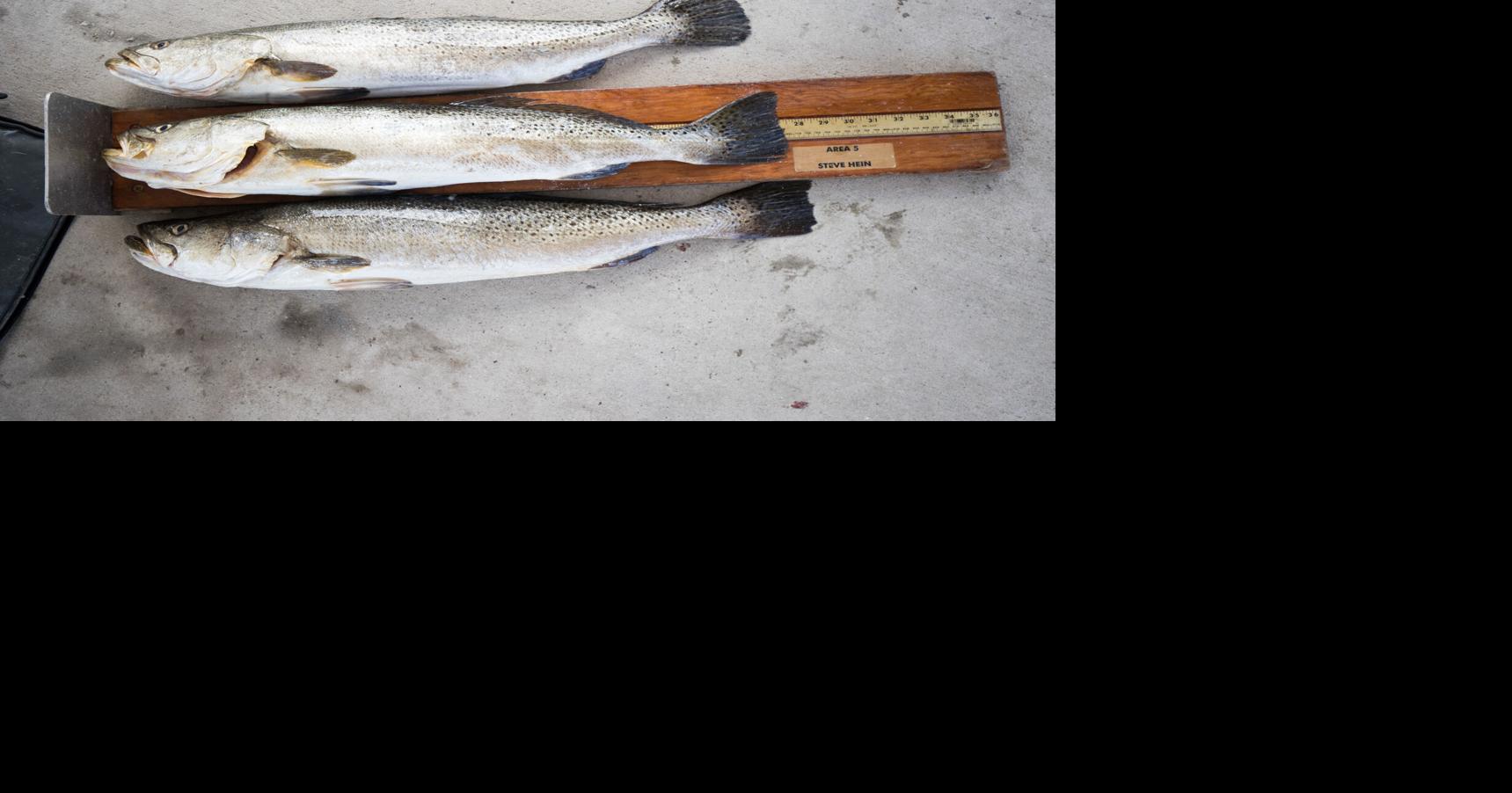 Speckled trout limits change today for Louisiana anglers Environment