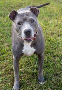 Dogs Available Through Yelp Baton Rouge On Dec 28 2017 Mid City Theadvocate Com