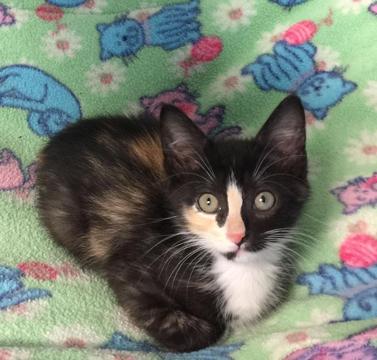 Baton Rouge Cats Available For Adoption On Dec 8 2016 Mid City