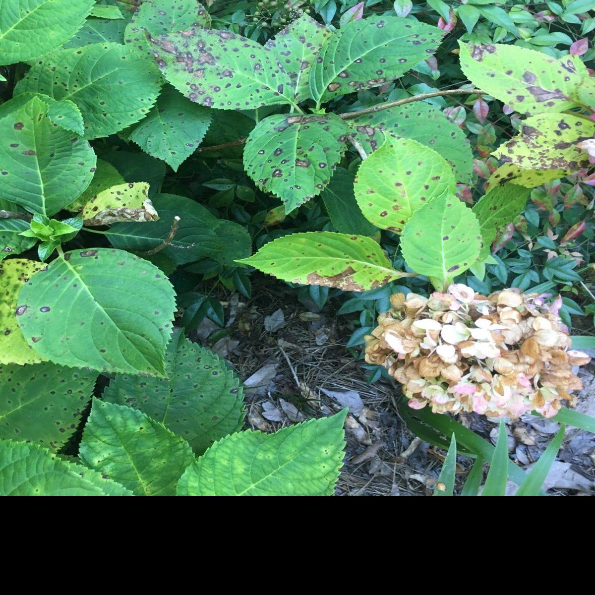 Garden News Treat Hydrangeas To Keep Leaf Spot In Check Home Garden Theadvocate Com
