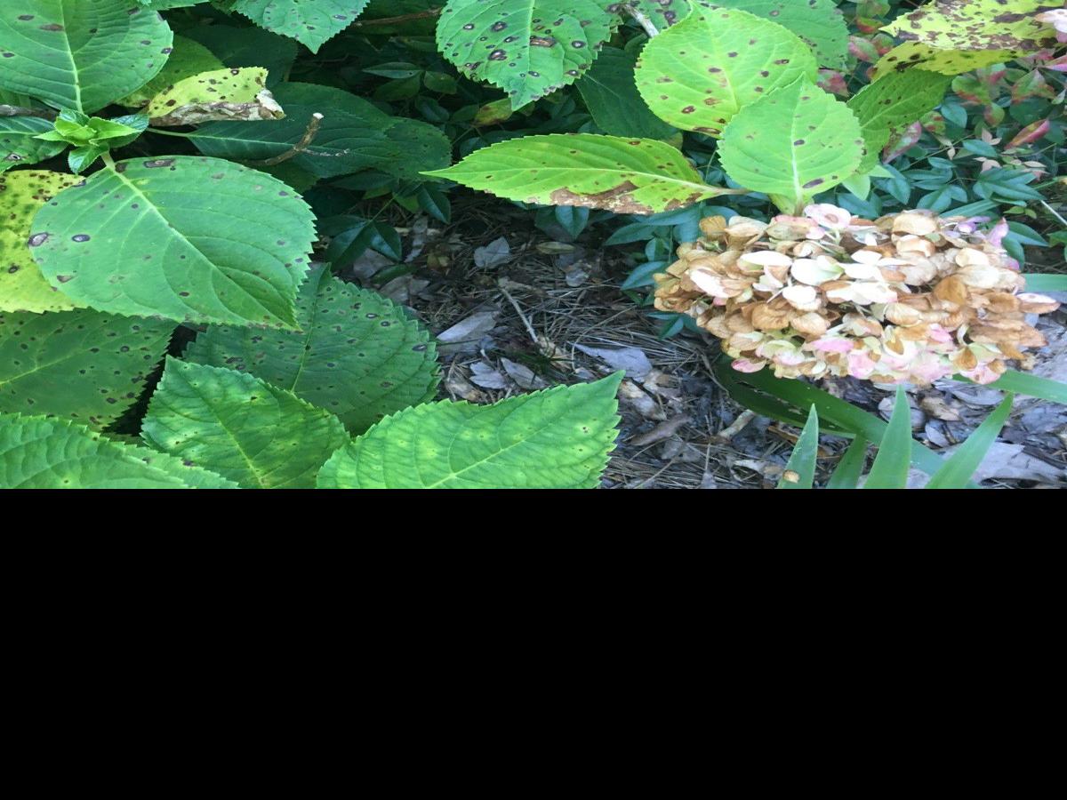 Garden News Treat Hydrangeas To Keep Leaf Spot In Check Home Garden Theadvocate Com