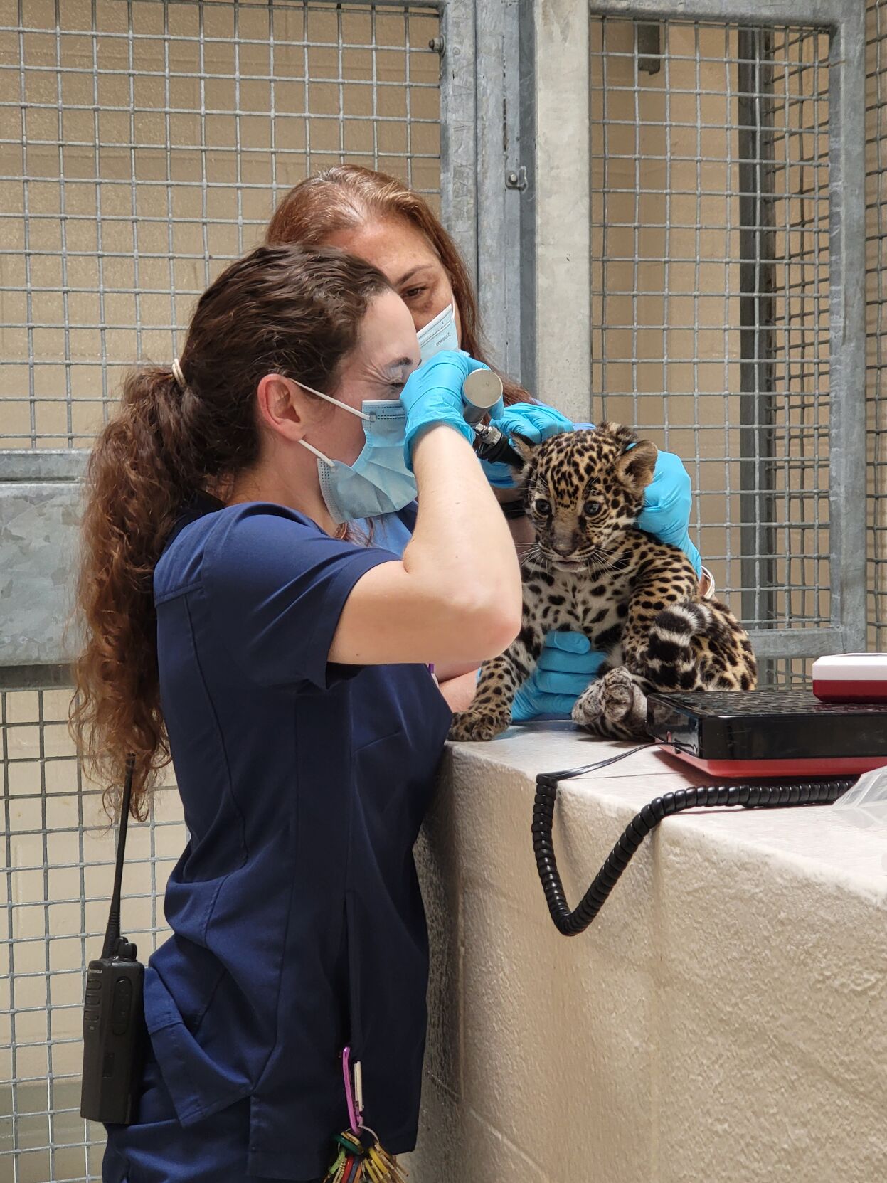 Jaguar Cub Born At Baton Rouge Zoo, First Time In 30 Years | News ...