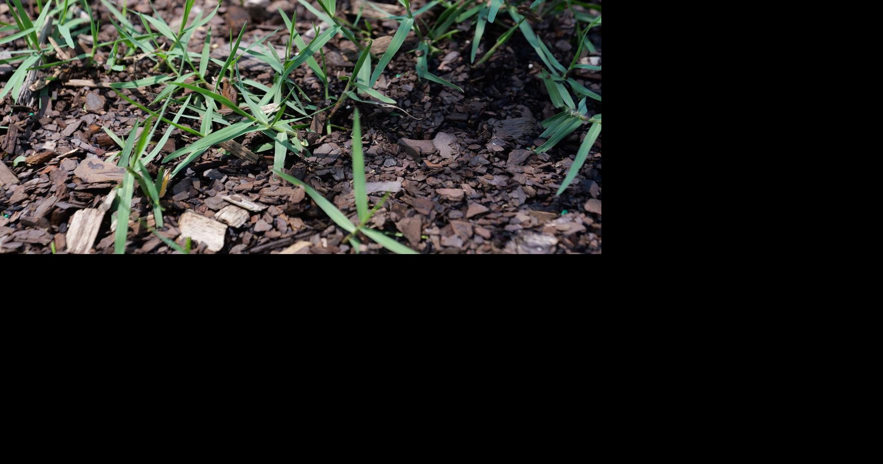 Stay on top of difficult-to-control torpedograss. Herbicides are the way to go, says scientist.
