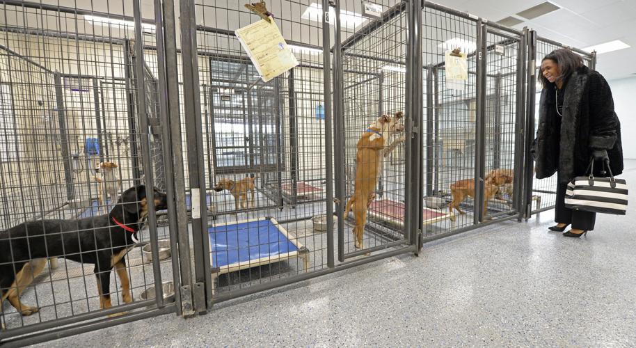 New director hired for Baton Rouge animal shelter embroiled in animal abuse  allegations | News 
