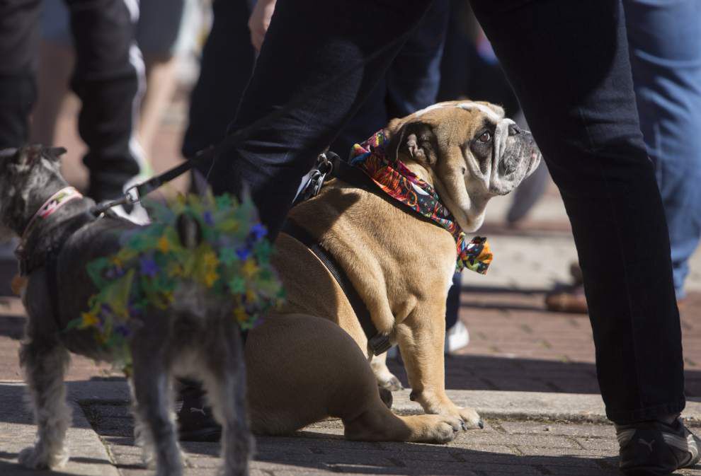 Lafayette’s pooch parade proves a familyfriendly crowd pleaser News