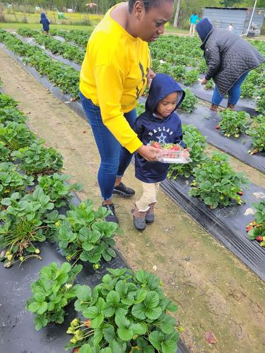 Non Cat Strawberries 3.jpeg