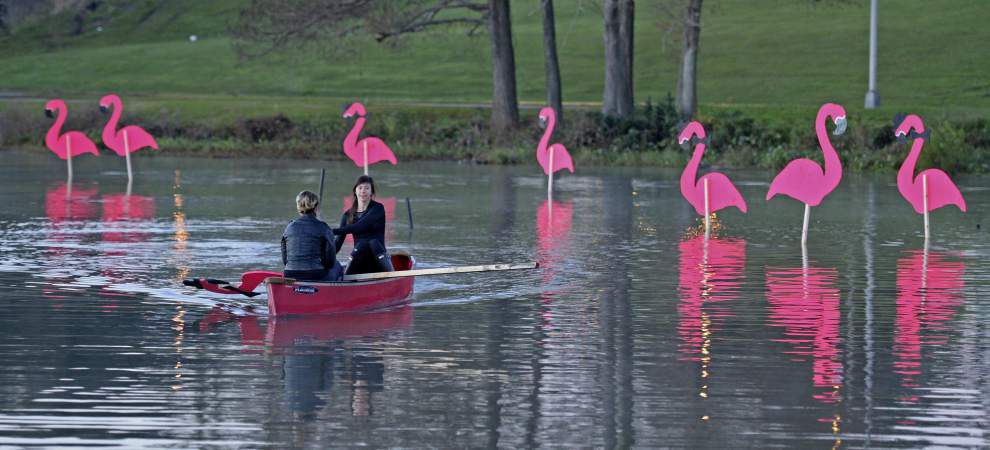 Photos: Pink flamingos make annual migration to Baton Rouge -- heralding upcoming Spanish Town Parade _lowres