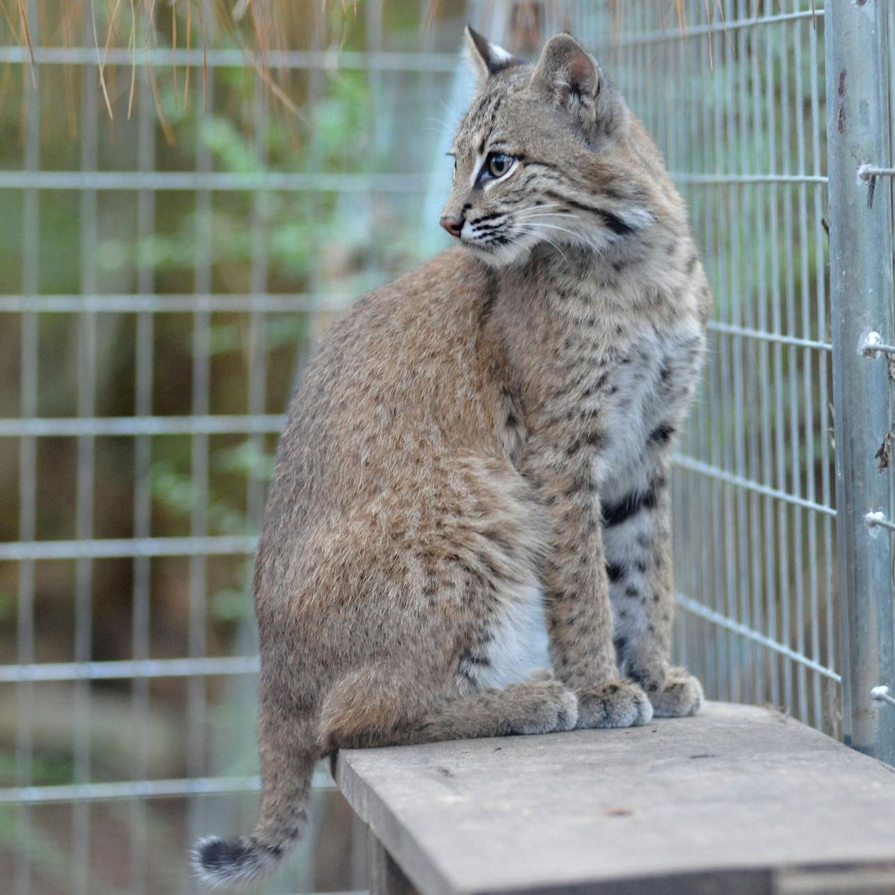 Shy And Elusive Bobcats Find Refuge In Louisiana Pine Forest News Theadvocate Com Shy And Elusive Bobcats Find Refuge In Louisiana Pine Forest News Theadvocate Com