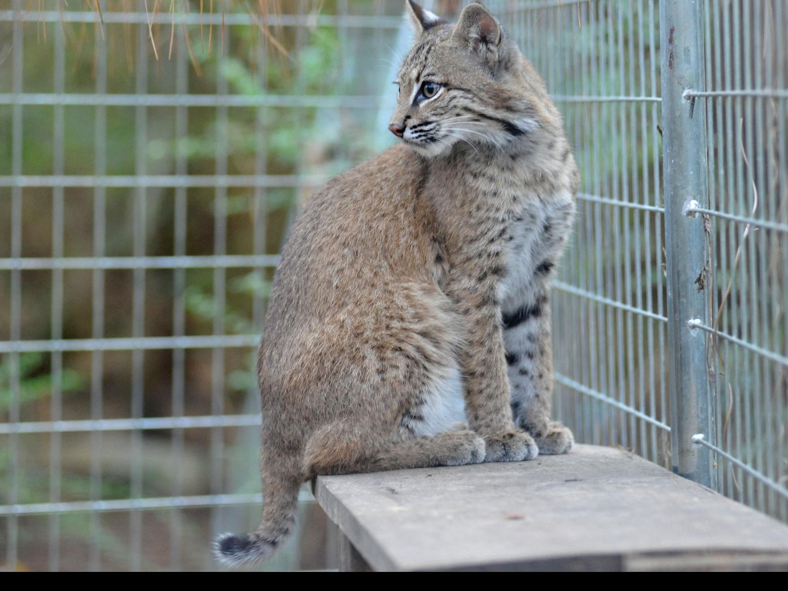 Shy And Elusive Bobcats Find Refuge In Louisiana Pine Forest News Theadvocate Com