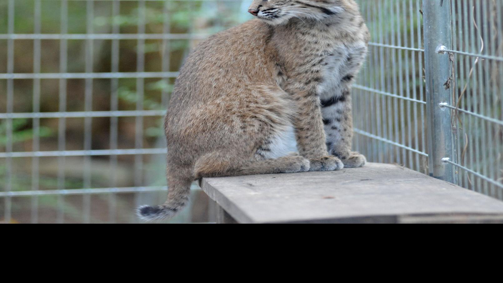 Shy And Elusive Bobcats Find Refuge In Louisiana Pine Forest