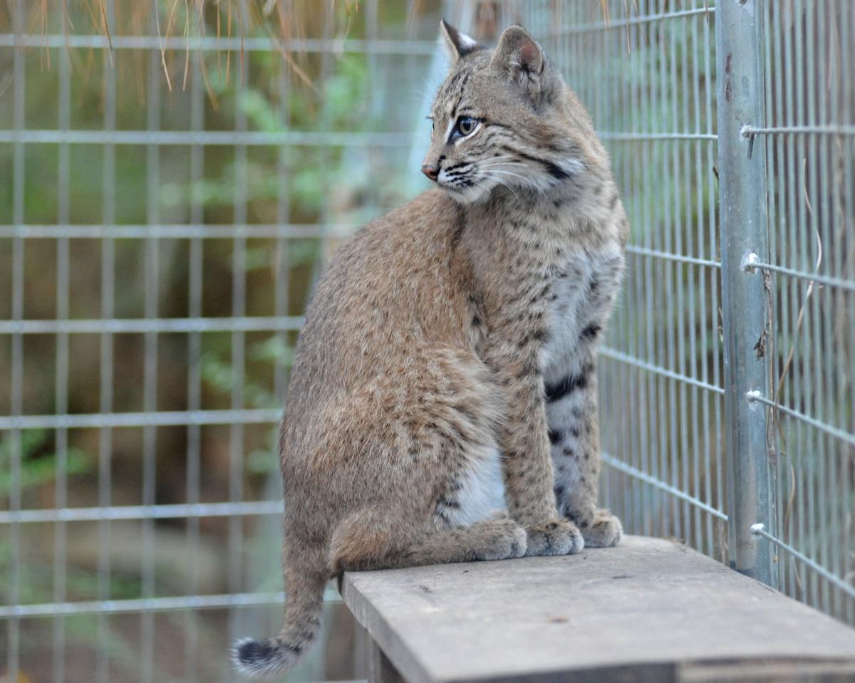 shy and elusive bobcats