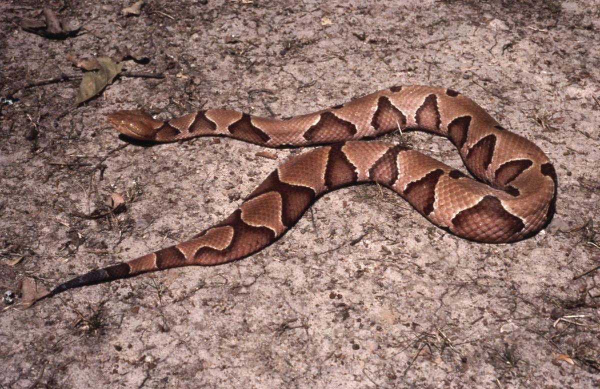 Yes It S Ah Snake Season Here S 9 Things A Louisiana Expert Thinks You Should Know Entertainment Life Theadvocate Com