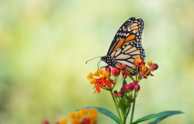 Monarch butterfly on tropical milkweed flowers (sponsored)
