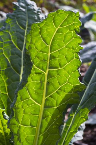 Ready to turn over a healthy new leaf? Howell Community Park may be a ...