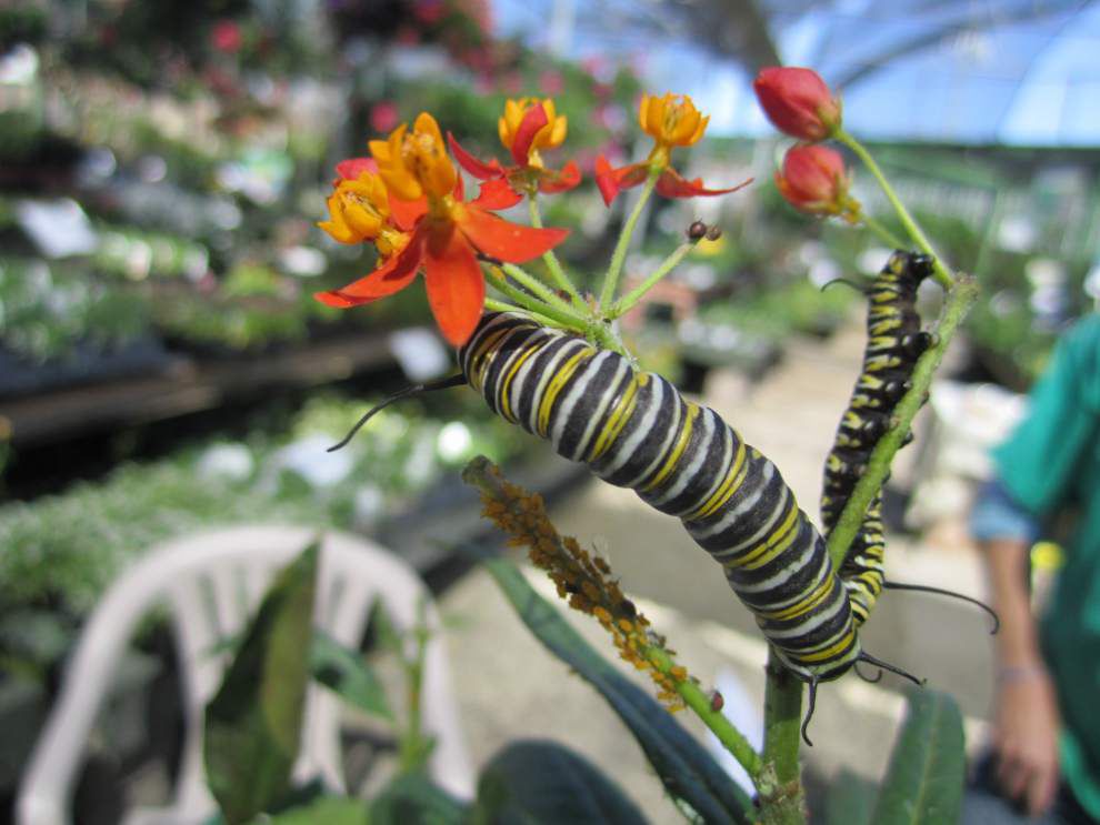 Woman Aims To Increase Monarchs News Theadvocate Woman Aims To Increase Monarchs Lowres