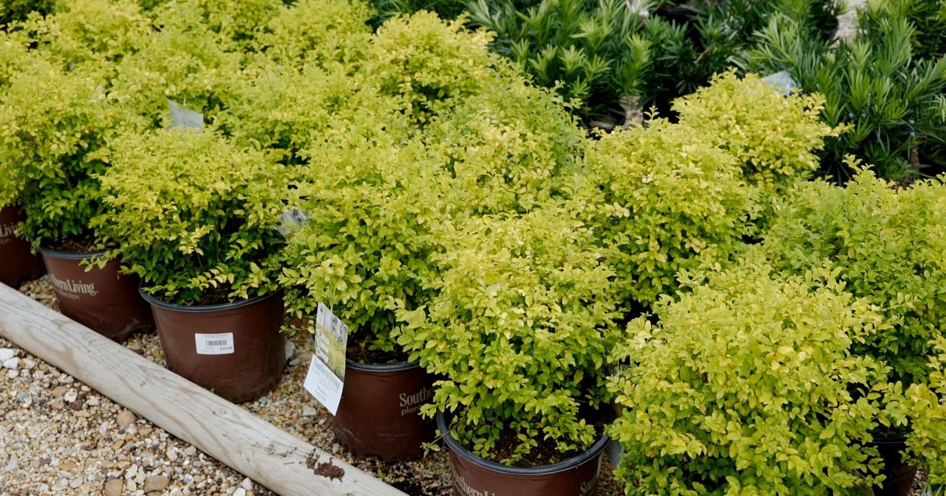 Brighten your garden with Sunshine Ligustrum | Entertainment/Life - Vimarsana News