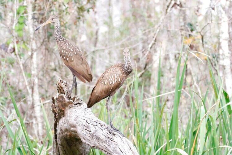 Limpkins And Apple Snails