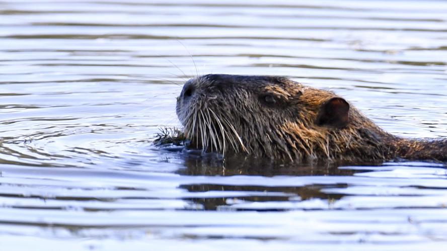 New La. law allows nighttime hunting of nuisance animals on private