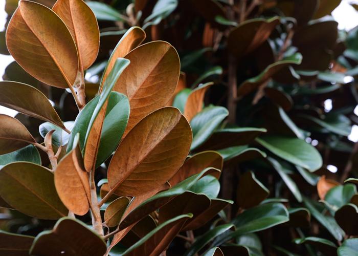 GIG 032726 Teddy Bear magnolia2jpg