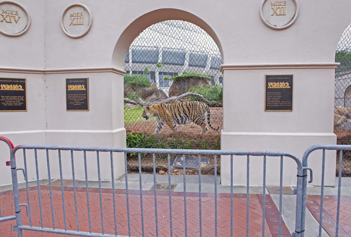 LSU adds fencing to Mike the Tiger habitat to protect mascot from