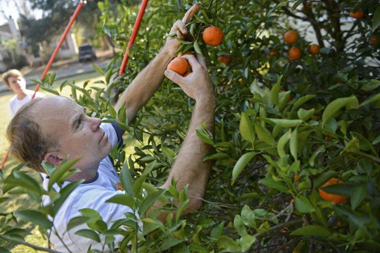 Being fruitful Baton Rouge Green asks citrus tree owners to share