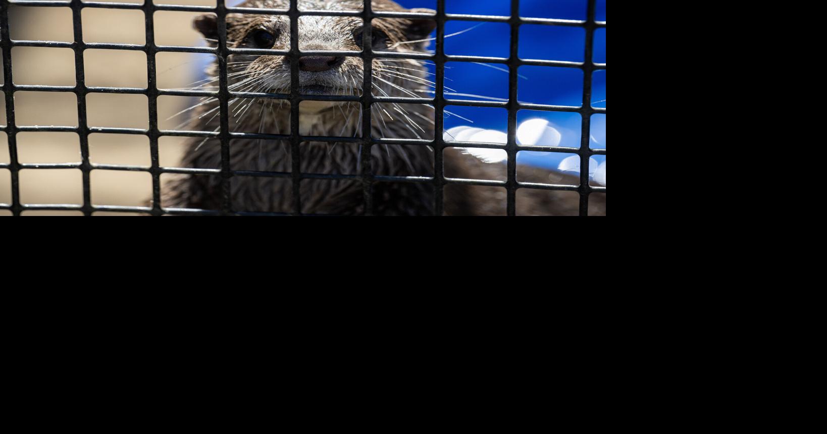 Sloth selfies, a loose crocodile, an airport arrest: Tumultuous times for a private Louisiana zoo