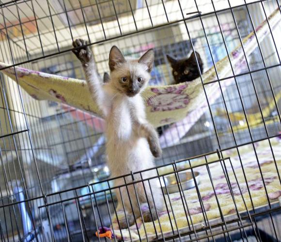 Cat rescue groups merge News