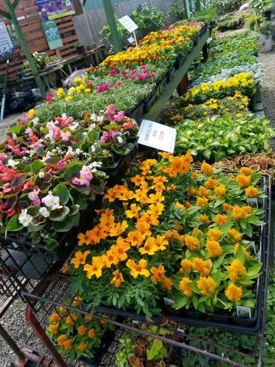 Harb S Oasis Longtime Baton Rouge Garden Center And Landscaping Company Set To Close Business Theadvocate Com