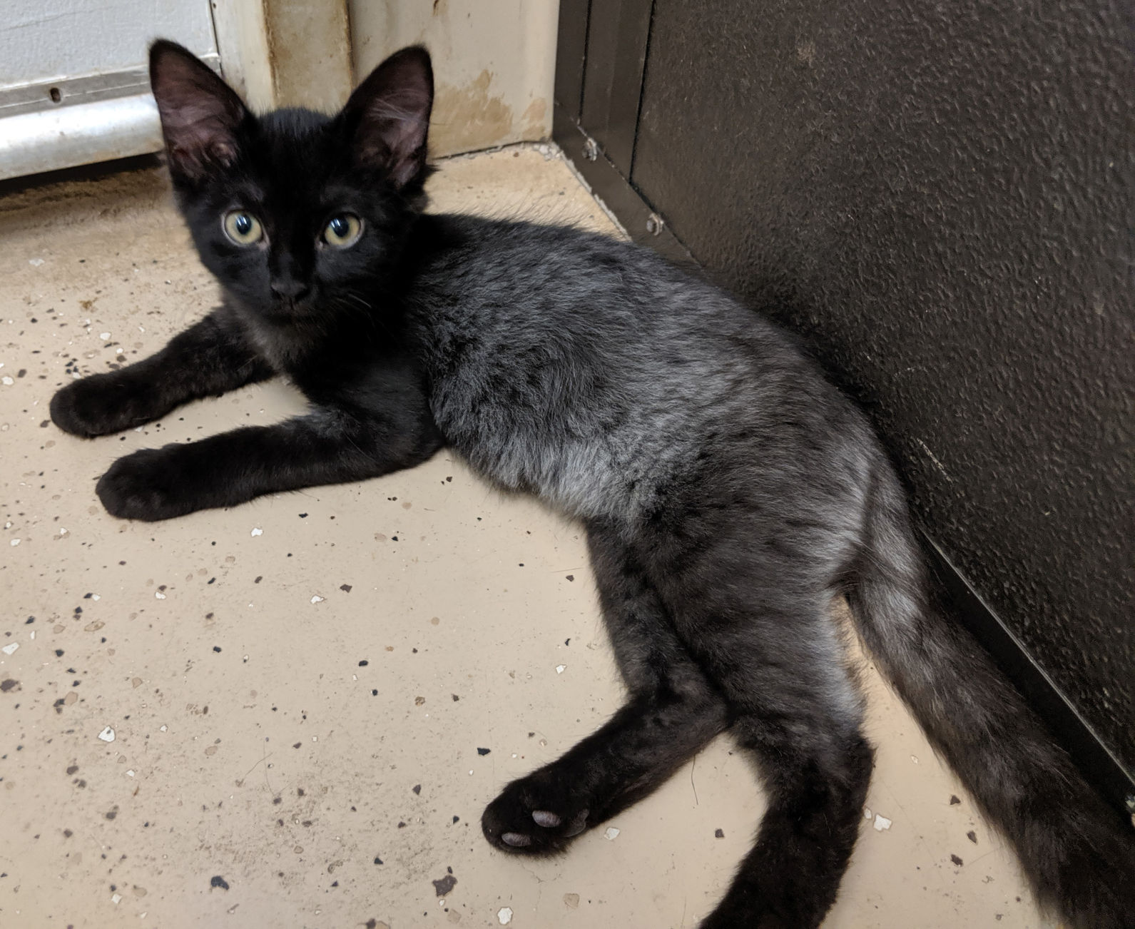 Black cats store with white undercoat