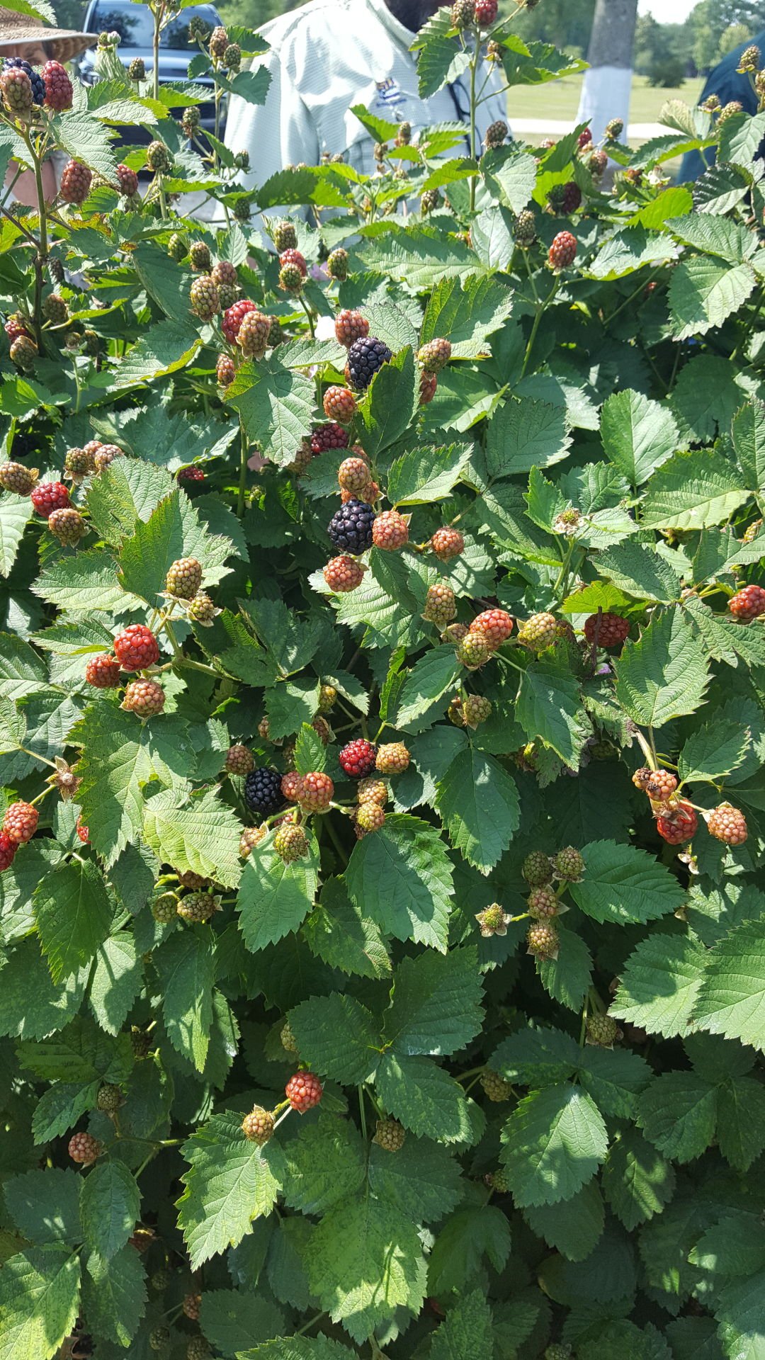 Garden News: Blackberries Are Easy To Grow When You Know When To Prune ...