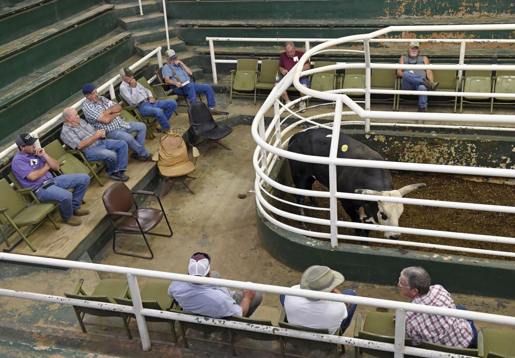 Photos Beef! It's What's for Dinner from the Live Cattle Auction at