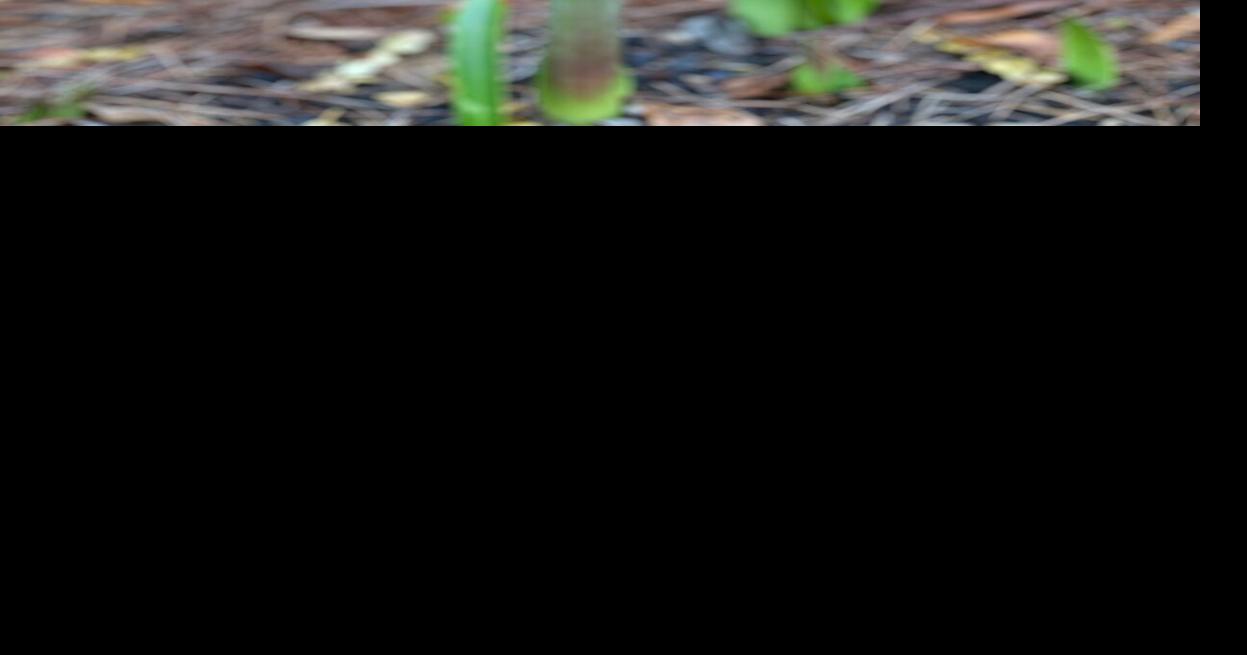 LSU Garden News Amaryllis and paperwhites bulbs can be forced to bloom