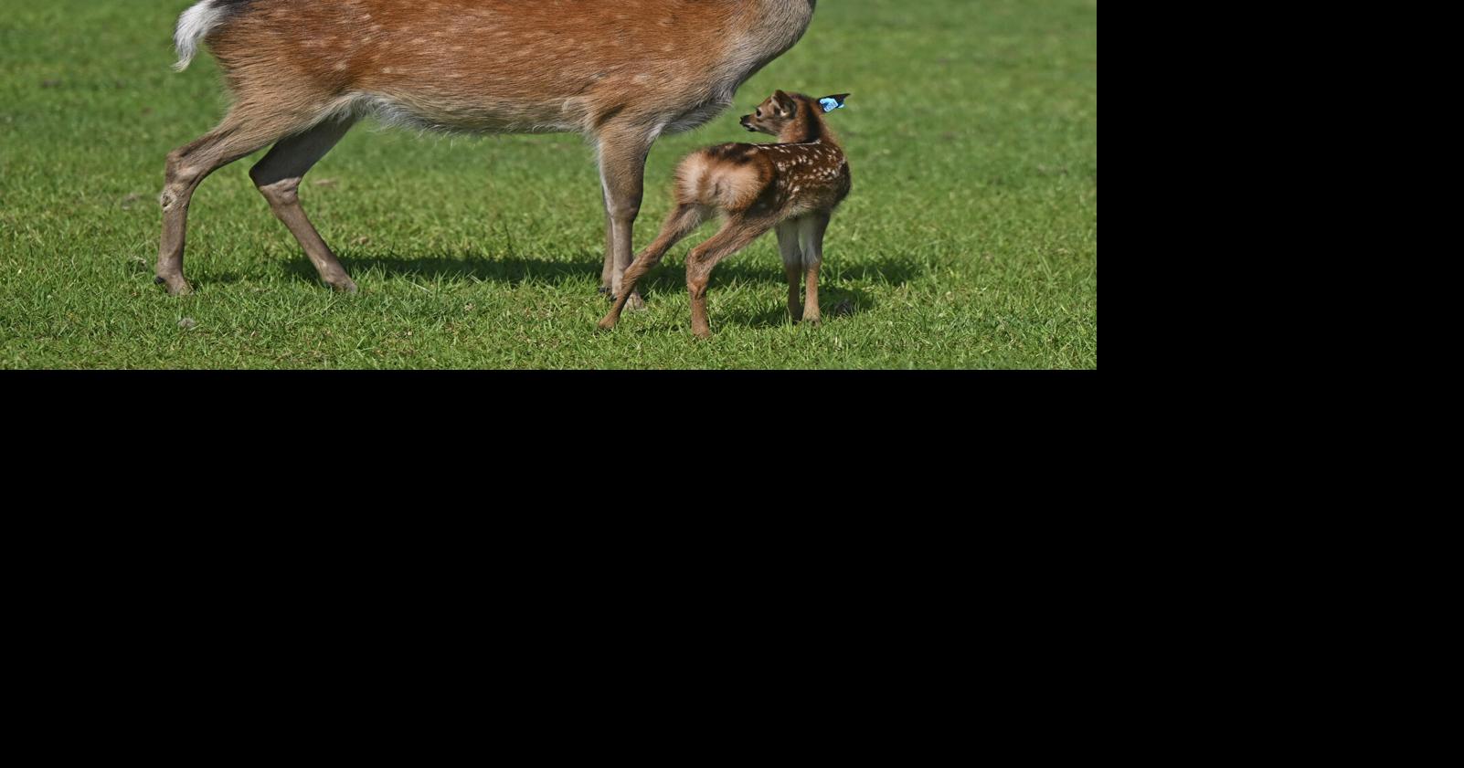 Louisiana’s measures to fight ‘zombie’ deer disease have some hunters up in arms.