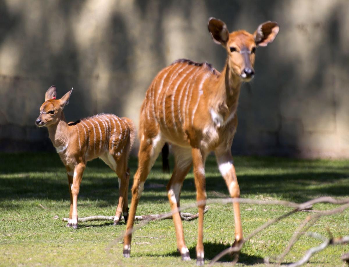 Baton Rouge Zoo begins multi-million-dollar revamp to regain