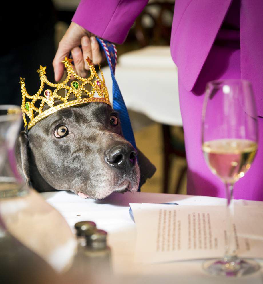 Video: Watch the pups parade as Krewe of Barkus rolls in New Orleans _lowres