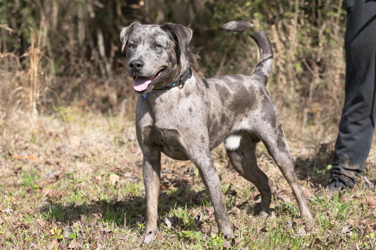 42+ Craigslist Baton Rouge Free Pets