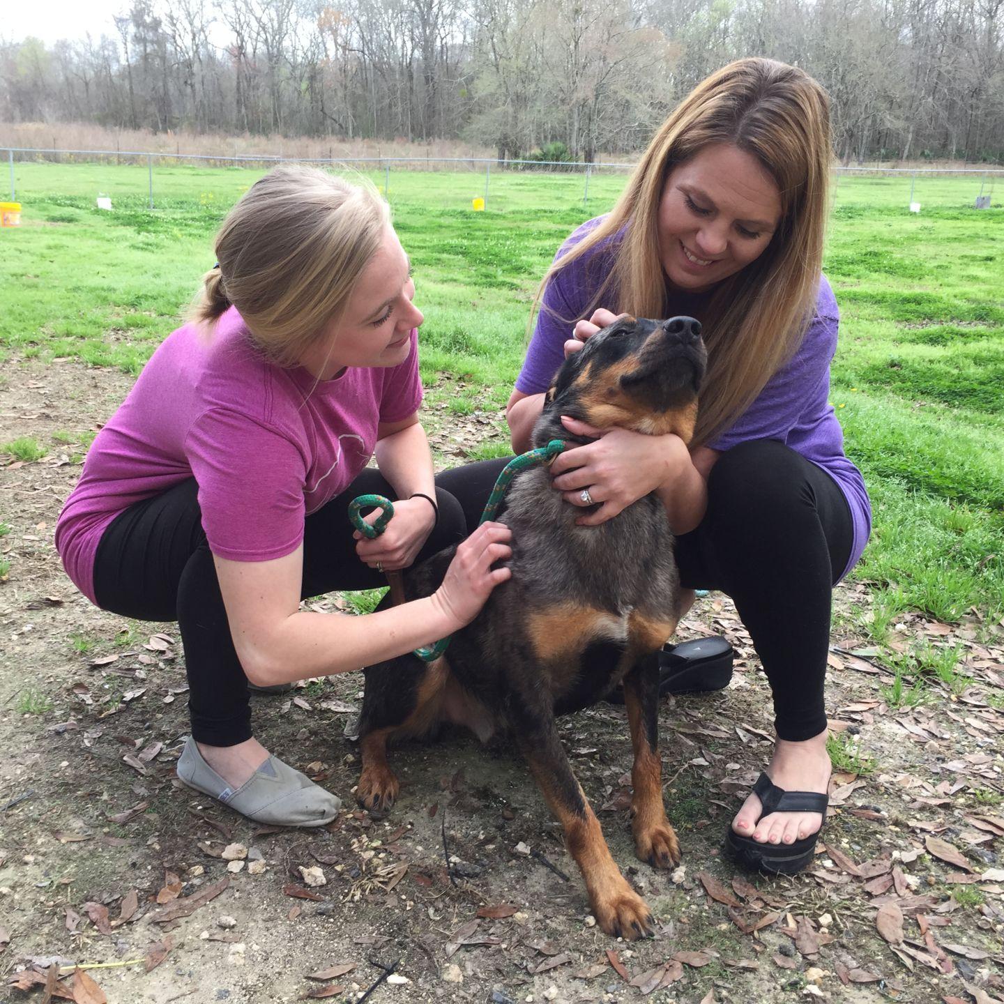 Network Of Rescue Groups Helps Find Homes For Ascension S Stray