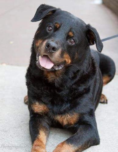 Gus the dog
