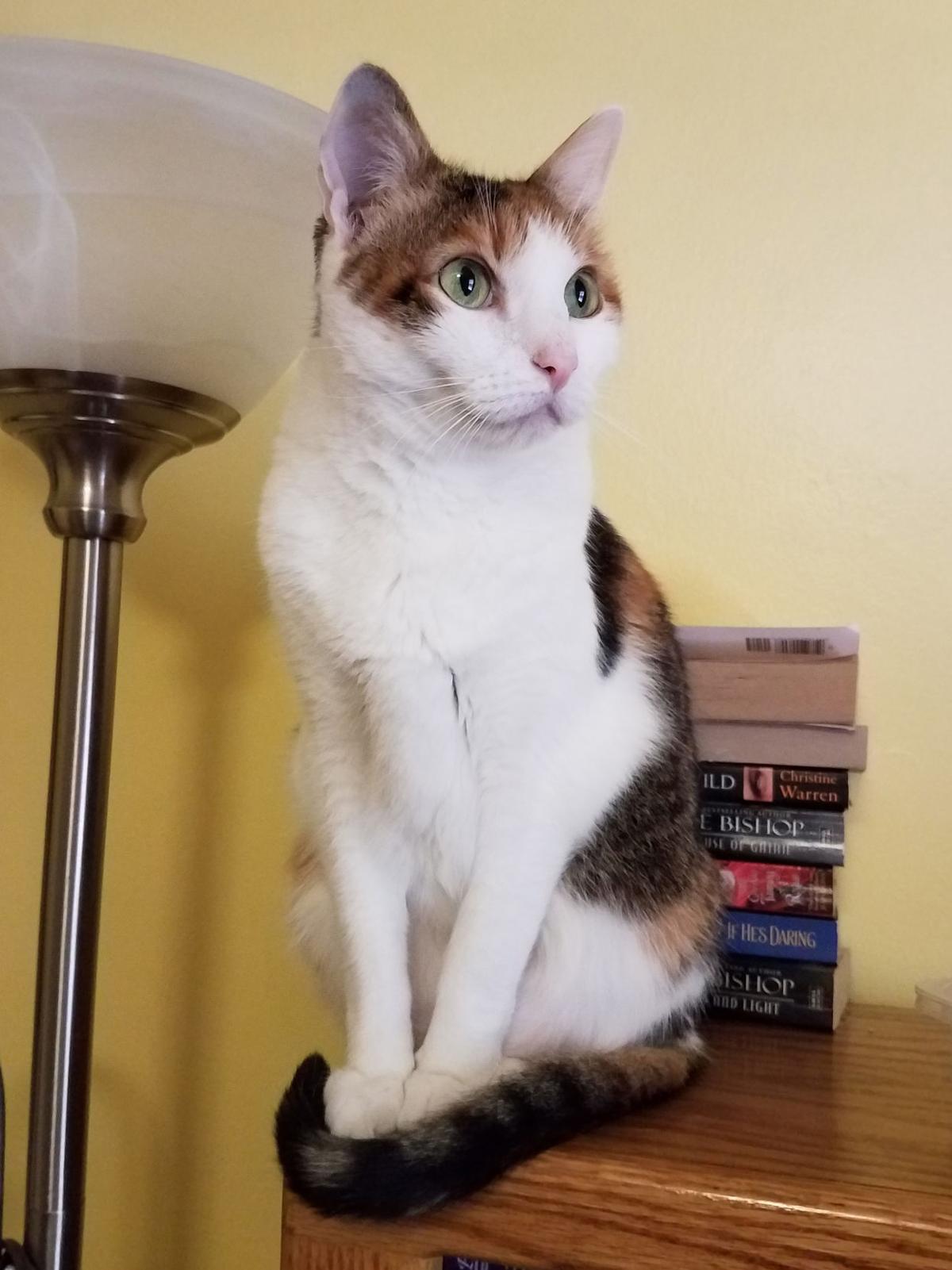 Pets Available Through Caaws On July 25 2019 Mid City