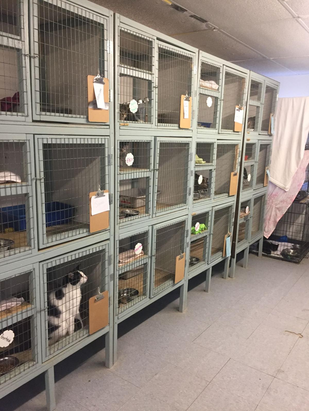 Proposed tax for Ascension animal shelter on Dec. 8 ballot; early