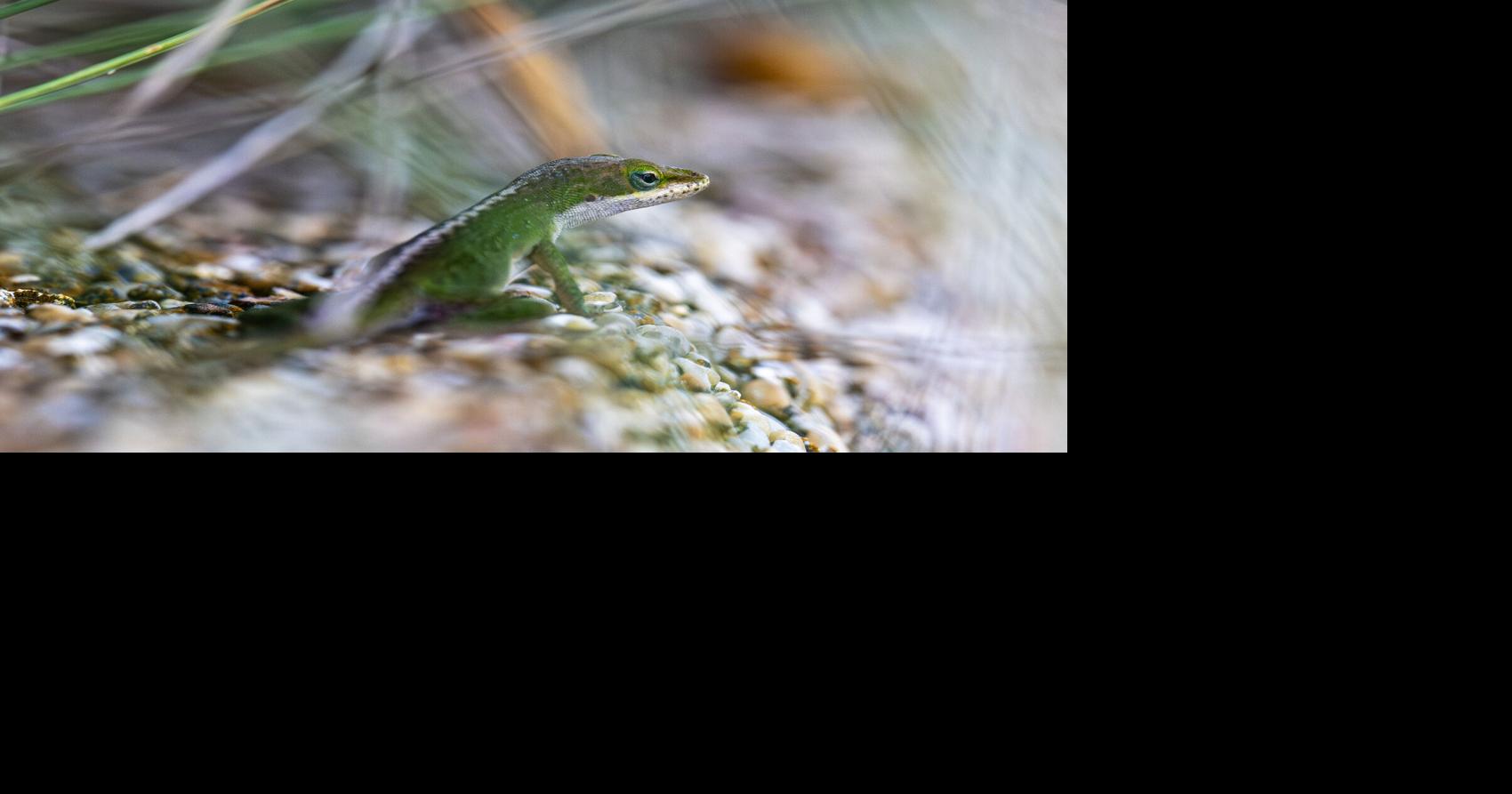 BR.wildgreenanole.adv_8425 MJ.JPG