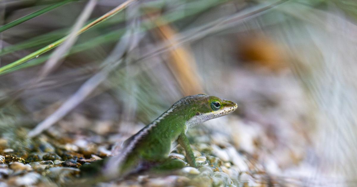 BR.wildgreenanole.adv_8425 MJ.JPG