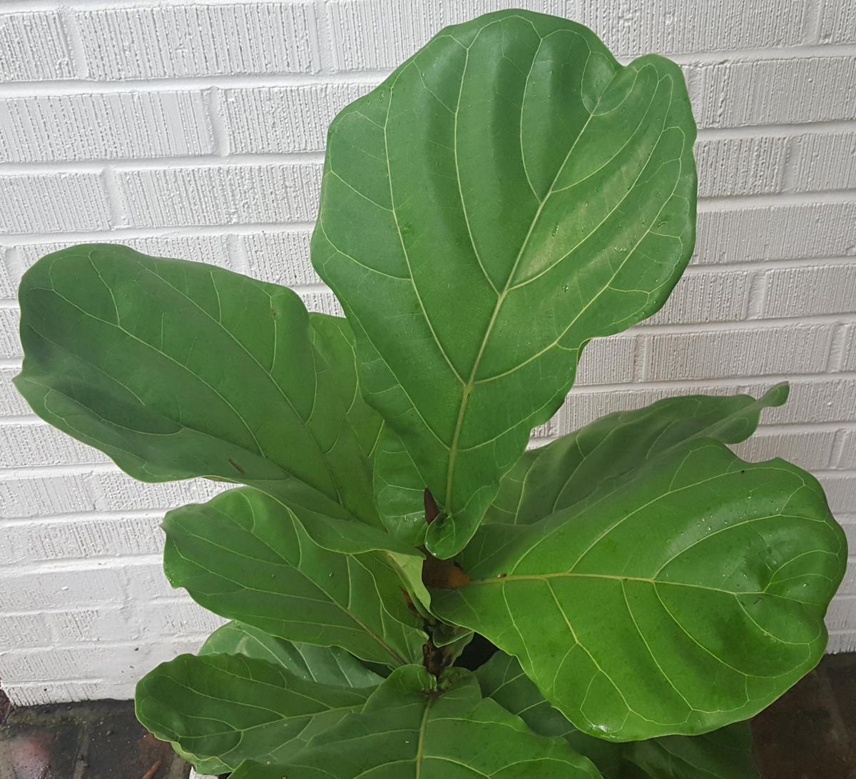 Garden News Successfully growing your fiddle leaf fig