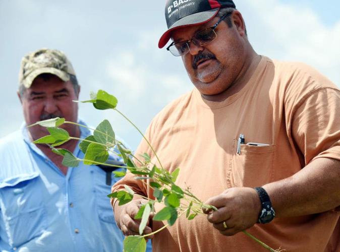 Heavy rains followed by drought takes toll on Louisiana soybean crops