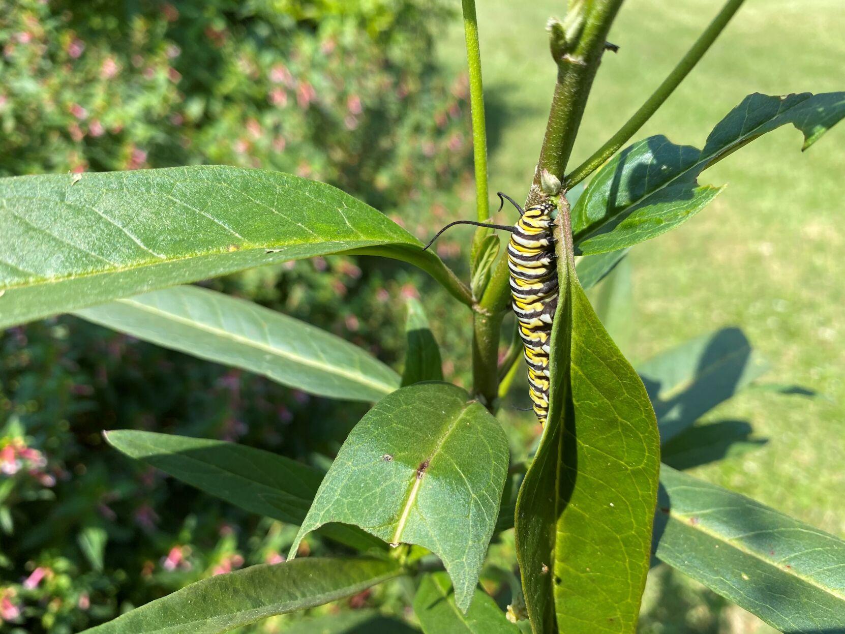 Monarch Caterpillar Munching Milkweed