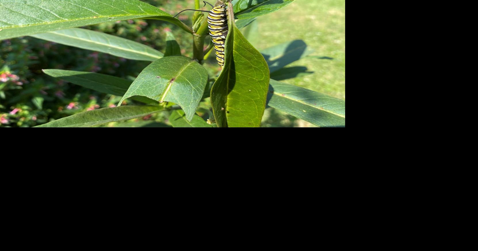 Got hungry caterpillars, but no milkweed? Here's what to do when they run ...