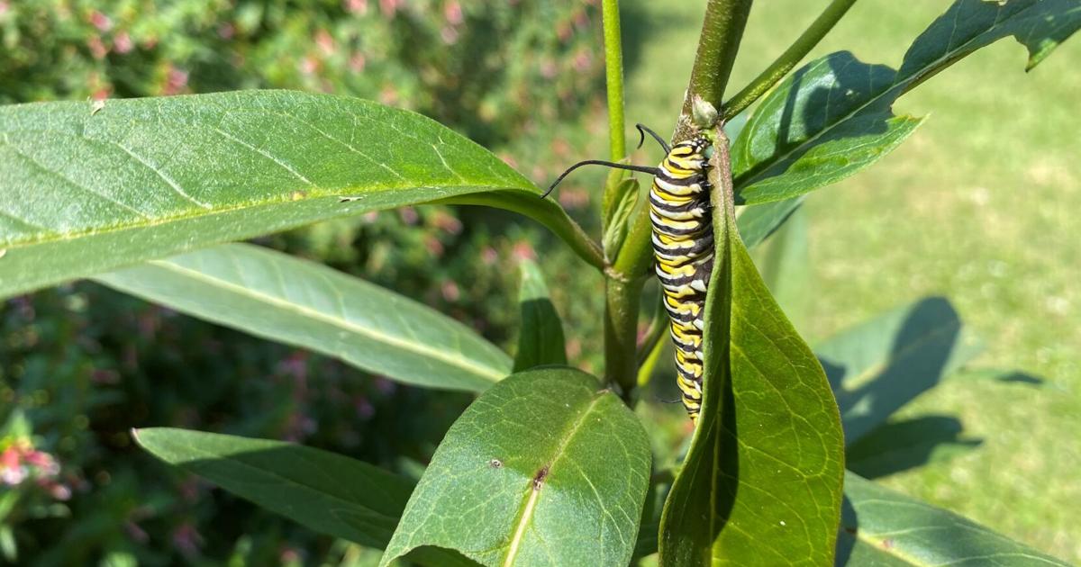 Got hungry caterpillars, but no milkweed? Here's what to do when they run ...