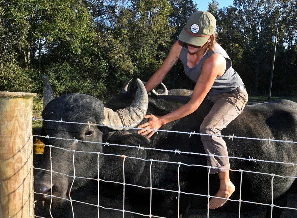 Take a look at Louisiana's first water buffalo dairy farm Multimedia